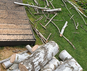 Avarinių medžių pjovimas - Medžių pjovimas, genėjimas - 1