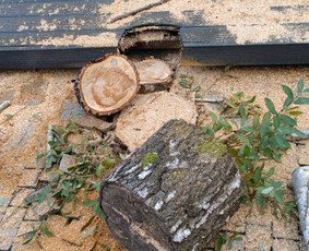 Avarinių medžių pjovimas - Medžių pjovimas, genėjimas - 2