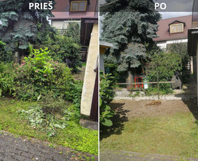 Vaismedžių genėjimas ir kiti įvairūs darbai. - Vaismedžių genėjimas - 1 Vaismedžių genėjimas - Vaismedžių genėjimas ir kiti įvairūs darbai. - 1