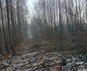 Medžių pjovimas, genėjimas - Apleistų sklypų tvarkymas - 3 Apleistų sklypų tvarkymas - Medžių pjovimas, genėjimas - 3