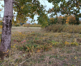 Medžių pjovimas, genėjimas - Apleistų sklypų tvarkymas - 2 Apleistų sklypų tvarkymas - Medžių pjovimas, genėjimas - 2