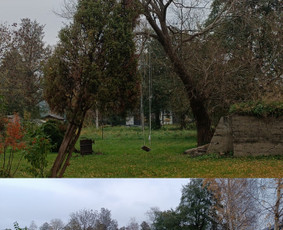 Medžių pjovimas, genėjimas - Statybos, apdaila - 1 Statybos, apdaila - Medžių pjovimas, genėjimas - 1