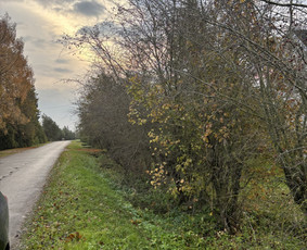 Apleistų Sklypų Tvarkymas nuo A-z - Aplinkos tvarkymas, apželdinimas - 2 Aplinkos tvarkymas, apželdinimas - Apleistų Sklypų Tvarkymas nuo A-z - 2