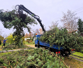Apleistų sklypų tvarkymas, Šakų išvežimas/smulkinimas - Gyvatvorių karpymas - 1 Gyvatvorių karpymas - Apleistų sklypų tvarkymas, Šakų išvežimas/smulkinimas - 1