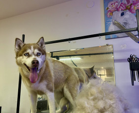 Šunų kirpykla Klaipėdoje - SPA paslaugos šunims - 1 SPA paslaugos šunims - Šunų kirpykla Klaipėdoje - 1