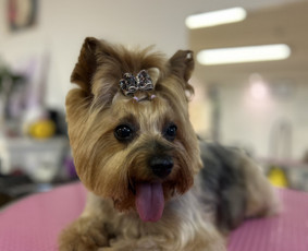 Šunų kirpykla Klaipėdoje - Šunų ir kačių kailio modeliavimas - 4 Šunų ir kačių kailio modeliavimas - Šunų kirpykla Klaipėdoje - 4