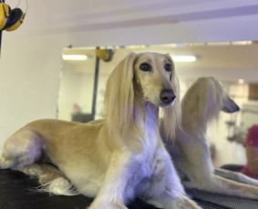 Šunų, kačių kirpyklos - Šunų kirpykla Klaipėdoje - 3