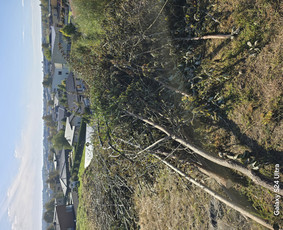 Avarinių medžių pjovimas - Teritorijiu tvarkimas ,medžiu pjiovimas - 3