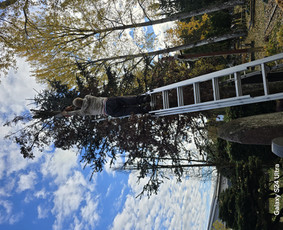 Avarinių medžių pjovimas - Teritorijiu tvarkimas ,medžiu pjiovimas - 2