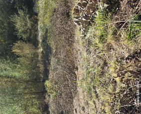 &Scaron;akų smulkinimas - Teritorijiu tvarkimas ,medžiu pjiovimas ,pastatu griovimas! - 3