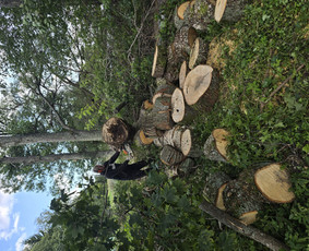 Apleistų sklypų tvarkymas - Teritorijiu tvarkimas ,medžiu pjiovimas - 2