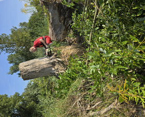 Teritorijiu tvarkimas ,medžiu pjiovimas - Statybos, apdaila - 4 Statybos, apdaila - Teritorijiu tvarkimas ,medžiu pjiovimas - 4