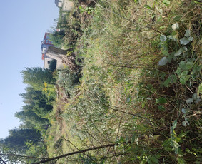 Teritorijiu tvarkimas ,medžiu pjiovimas - Statybos, apdaila - 2 Statybos, apdaila - Teritorijiu tvarkimas ,medžiu pjiovimas - 2