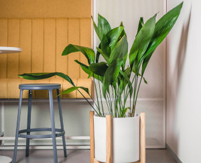 Kambarinių augalų priežiūra ir interjero želdinimo darbai - Interjeras, baldai - 1 Interjeras, baldai - Kambarinių augalų priežiūra ir interjero želdinimo darbai - 1