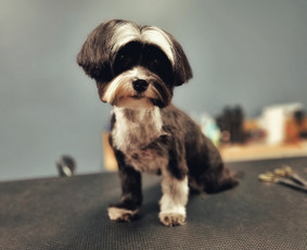 Šunų, kačių kirpyklos - Šunų kirpimas Kaune - 2