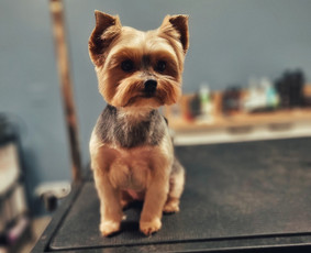 Šunų, kačių kirpyklos - Šunų kirpimas Kaune - 1