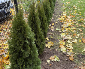 Mulčias, pristatymas - Aplinkos tvarkymas, apželdinimas - 1