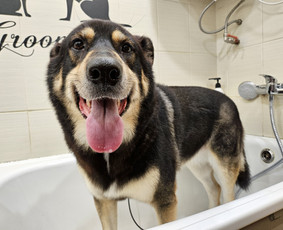 Šunų, kačių kirpyklos - Šunų, kačių - kirpimas, maudymas, nukailinimas - 2