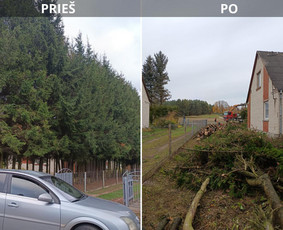 Medžių genėjimas, pjovimas - Avarinių medžių pjovimo paslaugos. - 3