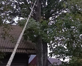 Medžių genėjimas, pjovimas - Avarinių medžių pjovimo paslaugos. - 2