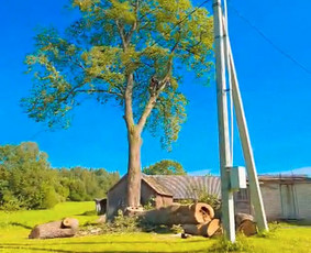 Medžių genėjimas, pjovimas - Avarinių medžių pjovimo paslaugos. - 1