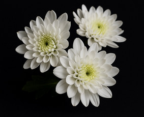 Kapų tvarkymas, priežiūra - Kapų priežiūra Panevėžio regione. - 1