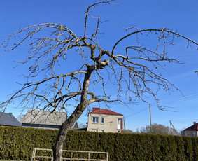 Vaismedžių genėjimas - Vaismedžių ir kt. medžių genėjimas, purškimas, pjovimas - 2