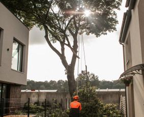Statybos, apdaila - Medžių pjovimas, genėjimas. Arboristo paslaugos - 4