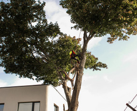 Statybos, apdaila - Medžių pjovimas, genėjimas. Arboristo paslaugos - 3