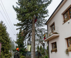 Statybos, apdaila - Medžių pjovimas, genėjimas. Arboristo paslaugos - 2