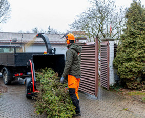 Statybos, apdaila - Medžių pjovimas, genėjimas. Arboristo paslaugos - 1