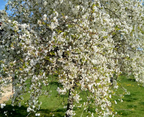 Karmos korekcija - Bioenergetinis gydymas, Reiki seansai - 1