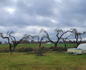 Vaismedžių genėjimas - Tujų,gyvatvorių,krūmų kirpimas! Vaismedžiu genėjimas! - 4