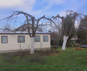 Vaismedžių genėjimas - Tujų,gyvatvorių,krūmų kirpimas! Vaismedžiu genėjimas! - 1