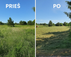 Statybos, apdaila - Apleistų sklypų tvarkymas - 4