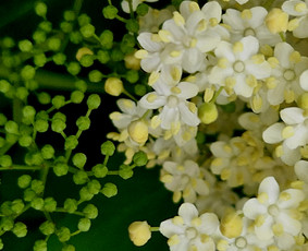 Psichologo konsultacija - Psichologė/psichoterapeutė praktikė Žiedūnė Žolynė - 3