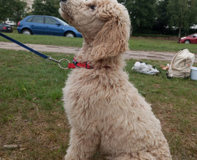 Paslaugos augintiniams - Šunų dresūra Vilniuje - 4