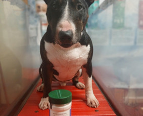 Paslaugos augintiniams - Šunų dresūra Vilniuje - 2