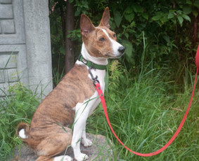 Paslaugos augintiniams - Šunų dresūra Vilniuje - 1