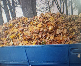 Statybos, apdaila - Lapų šakų išvežimas - 3