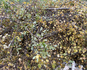 Statybos, apdaila - Lapų šakų išvežimas - 2