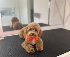 Gyvūnų auginimas ir pardavimas - Gyvūnų kirpimas - 3