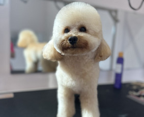 Gyvūnų auginimas ir pardavimas - Gyvūnų kirpimas - 2