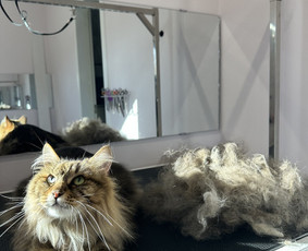 Gyvūnų auginimas ir pardavimas - Gyvūnų kirpimas - 4