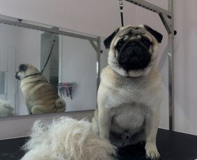 Gyvūnų auginimas ir pardavimas - Gyvūnų kirpimas - 1