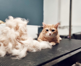 Kačių kirpimas - Šunų kirpimas Kaune - 1