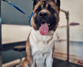 Paslaugos augintiniams - Šunų kirpimas Kaune - 4