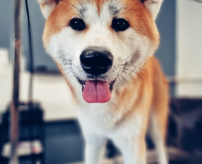 Paslaugos augintiniams - Šunų kirpimas Kaune - 3