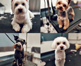 Paslaugos augintiniams - Šunų kirpimas Kaune - 2