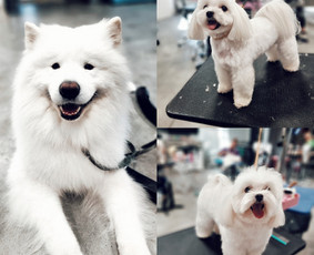 Paslaugos augintiniams - Šunų kirpimas Kaune - 1